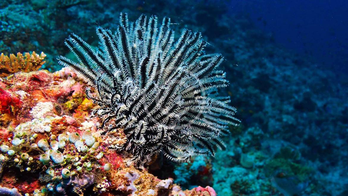 Amazing Caribbean Underwater Photoshoot