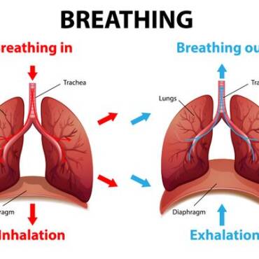 Breathing For Freediving